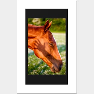 Chestnut horse with Daisies Posters and Art